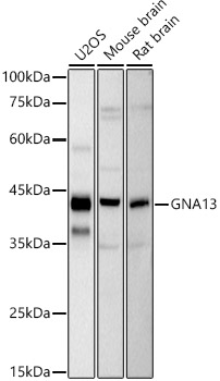Western blot analysis of various lysates using GNA13 Rabbit mAb at 1:1000 dilution.|Secondary antibody: HRP-conjugated Goat anti-Rabbit IgG (H+L) at 1:10000 dilution.|Lysates/proteins: 25μg per lane.|Blocking buffer: 3% nonfat dry milk in TBST.|Detection: ECL Basic Kit.|Exposure time: 30s.