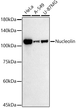 Western blot analysis of various lysates using Nucleolin Rabbit mAb at 1:500 dilution.|Secondary antibody: HRP-conjugated Goat anti-Rabbit IgG (H+L) at 1:10000 dilution.|Lysates/proteins: 25μg per lane.|Blocking buffer: 3% nonfat dry milk in TBST.|Detection: ECL Basic Kit.|Exposure time: 30s.