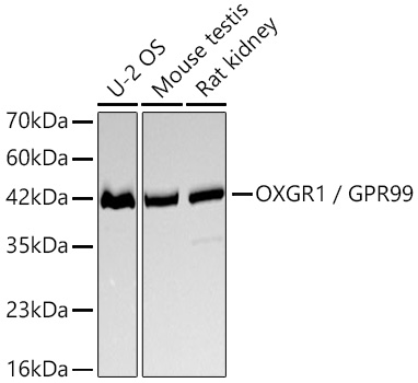 Western blot analysis of various lysates using OXGR1 / GPR99 Rabbit mAb at 1:1000 dilution incubated overnight at 4℃.|Secondary antibody: HRP-conjugated Goat anti-Rabbit IgG (H+L) at 1:10000 dilution.|Lysates/proteins: 25 μg per lane.|Blocking buffer: 3% nonfat dry milk in TBST.|Detection: ECL Basic Kit.|Exposure time: 30 s.