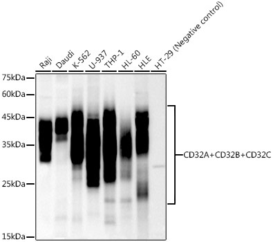 Western blot analysis of various lysates using CD32A + CD32B + CD32C Rabbit mAb at1:1000 dilution.|Secondary antibody: HRP-conjugated Goat anti-Rabbit IgG (H+L) at 1:10000 dilution.|Lysates/proteins: 25μg per lane.|Blocking buffer: 3% nonfat dry milk in TBST.|Detection: ECL Basic Kit.|Negative control (NC): HT-29.|Exposure time: 30s.