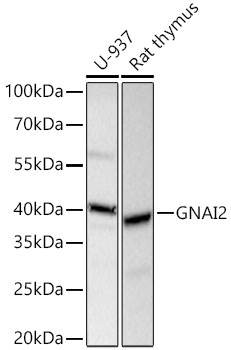 Western blot analysis of various lysates using GNAI2 Rabbit mAb at 1:1000 dilution incubated at room temperature for 1.5 hours.|Secondary antibody: HRP-conjugated Goat anti-Rabbit IgG (H+L) at 1:10000 dilution.|Lysates/proteins: 25 μg per lane.|Blocking buffer: 3% nonfat dry milk in TBST.|Detection: ECL Basic Kit.|Exposure time: 10s.
