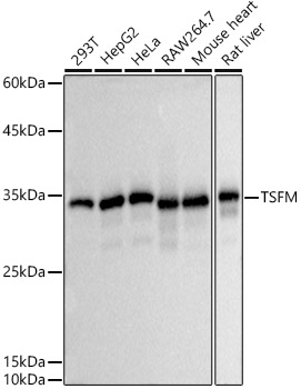 Western blot analysis of  various lysates, using TSFM  Rabbit mAb at 1:500 dilution.|Secondary antibody: HRP-conjugated Goat anti-Rabbit IgG (H+L) at 1:10000 dilution.|Lysates/proteins: 25μg  per lane.|Blocking buffer: 3% nonfat dry milk in TBST.|Detection: ECL Basic Kit.|Exposure time: 1s.