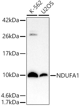 Western blot analysis of various lysates using NDUFA1 Rabbit mAb at 1:1000 dilution.|Secondary antibody: HRP-conjugated Goat anti-Rabbit IgG (H+L) at 1:10000 dilution.|Lysates/proteins: 25μg per lane.|Blocking buffer: 3% nonfat dry milk in TBST.|Detection: ECL Basic Kit.|Exposure time: 90s.