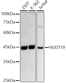 Western blot analysis of various lysates using NUDT19 Rabbit mAb at 1:1000 dilution.|Secondary antibody: HRP-conjugated Goat anti-Rabbit IgG (H+L) at 1:10000 dilution.|Lysates/proteins: 25μg per lane.|Blocking buffer: 3% nonfat dry milk in TBST.|Detection: ECL Basic Kit.|Exposure time: 60s.