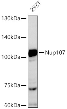 Western blot analysis of various lysates using Nup107 Rabbit mAb at 1:500 dilution.|Secondary antibody: HRP-conjugated Goat anti-Rabbit IgG (H+L) at 1:10000 dilution.|Lysates/proteins: 25μg per lane.|Blocking buffer: 3% nonfat dry milk in TBST.|Detection: ECL Basic Kit.|Exposure time: 60s.