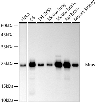 Western blot analysis of various lysates using Mras Rabbit mAb at 1:500 dilution incubated overnight at 4°C.|Secondary antibody: HRP-conjugated Goat anti-Rabbit IgG (H+L) at 1:10000 dilution.|Lysates/proteins: 25 μg per lane.|Blocking buffer: 3% nonfat dry milk in TBST.|Detection: ECL Basic Kit.|Exposure time: 90 s.