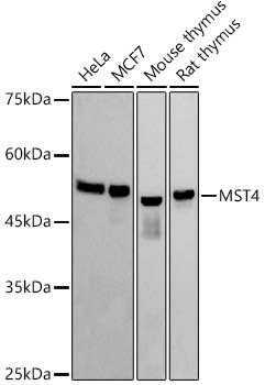 Western blot analysis of various lysates, using MST4 Rabbit mAb at 1:1000 dilution.|Secondary antibody: HRP-conjugated Goat anti-Rabbit IgG (H+L) at 1:10000 dilution.|Lysates/proteins: 25μg per lane.|Blocking buffer: 3% nonfat dry milk in TBST.|Detection: ECL Basic Kit.|Exposure time: 10s.