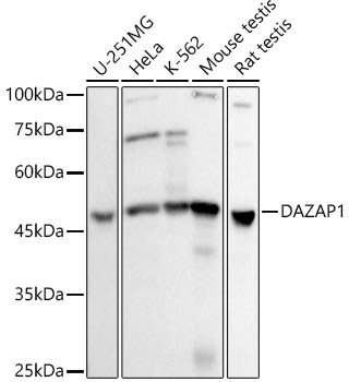 Western blot analysis of various lysates using DAZAP1 Rabbit mAb at 1:500 dilution.|Secondary antibody: HRP-conjugated Goat anti-Rabbit IgG (H+L) at 1:10000 dilution.|Lysates/proteins: 25μg per lane.|Blocking buffer: 3% nonfat dry milk in TBST.|Detection: ECL Basic Kit.|Exposure time: 3s.