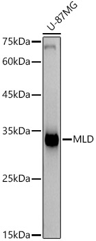 Western blot analysis of lysates from U-87MG cells, using MLD Rabbit mAb at1:1000 dilution.|Secondary antibody: HRP-conjugated Goat anti-Rabbit IgG (H+L) at 1:10000 dilution.|Lysates/proteins: 25μg per lane.|Blocking buffer: 3% nonfat dry milk in TBST.|Detection: ECL Basic Kit.|Exposure time: 90s.