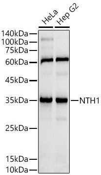 Western blot analysis of various lysates using NTH1 Rabbit mAb at1:1000 dilution.|Secondary antibody: HRP-conjugated Goat anti-Rabbit IgG (H+L) at 1:10000 dilution.|Lysates/proteins: 25μg per lane.|Blocking buffer: 3% nonfat dry milk in TBST.|Detection: ECL Basic Kit.|Exposure time: 1s.