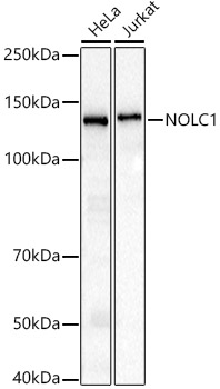 Western blot analysis of various lysates using NOLC1 Rabbit mAb at1:1000 dilution.|Secondary antibody: HRP-conjugated Goat anti-Rabbit IgG (H+L) at 1:10000 dilution.|Lysates/proteins: 25μg per lane.|Blocking buffer: 3% nonfat dry milk in TBST.|Detection: ECL Basic Kit.|Exposure time: 3s.