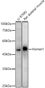 Western blot analysis of various lysates using Homer1 Rabbit mAb at1:1000 dilution.|Secondary antibody: HRP-conjugated Goat anti-Rabbit IgG (H+L) at 1:10000 dilution.|Lysates/proteins: 25μg per lane.|Blocking buffer: 3% nonfat dry milk in TBST.|Detection: ECL Enhanced Kit.|Exposure time: 60s.