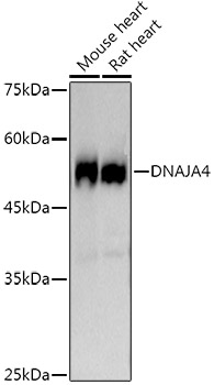 Western blot analysis of various lysates using DNAJA4 Rabbit mAb at1:1000 dilution.|Secondary antibody: HRP-conjugated Goat anti-Rabbit IgG (H+L) at 1:10000 dilution.|Lysates/proteins: 25μg per lane.|Blocking buffer: 3% nonfat dry milk in TBST.|Detection: ECL Basic Kit.|Exposure time: 30s.