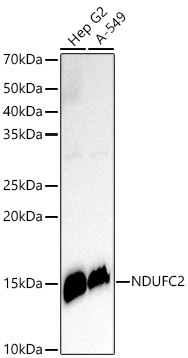 Western blot analysis of various lysates, using NDUFC2 Rabbit mAb at1:500 dilution.|Secondary antibody: HRP-conjugated Goat anti-Rabbit IgG (H+L) at 1:10000 dilution.|Lysates/proteins: 25μg  per lane.|Blocking buffer: 3% nonfat dry milk in TBST.|Detection: ECL Enhanced Kit.|Exposure time: 180s.
