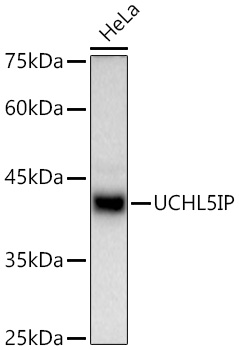 Western blot analysis of lysates from HeLa cells, using UCHL5IP Rabbit mAb at1:1000 dilution.|Secondary antibody: HRP-conjugated Goat anti-Rabbit IgG (H+L) at 1:10000 dilution.|Lysates/proteins: 25μg per lane.|Blocking buffer: 3% nonfat dry milk in TBST.|Detection: ECL Basic Kit.|Exposure time: 120s.