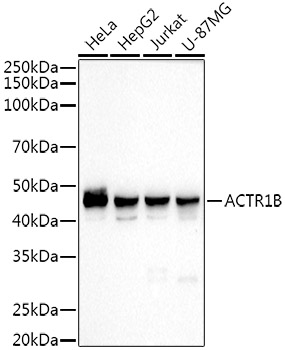 Western blot analysis of various lysates using ACTR1B Rabbit mAb at1:2000 dilution.|Secondary antibody: HRP-conjugated Goat anti-Rabbit IgG (H+L) at 1:10000 dilution.|Lysates/proteins: 25μg per lane.|Blocking buffer: 3% nonfat dry milk in TBST.|Detection: ECL Basic Kit.|Exposure time: 10s.