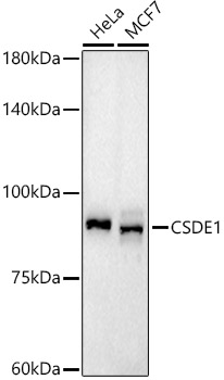 Western blot analysis of various lysates using CSDE1 Rabbit mAb at1:1000 dilution.|Secondary antibody: HRP-conjugated Goat anti-Rabbit IgG (H+L) at 1:10000 dilution.|Lysates/proteins: 25μg per lane.|Blocking buffer: 3% nonfat dry milk in TBST.|Detection: ECL Basic Kit.|Exposure time: 180s.