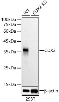 Western blot analysis of lysates from wild type(WT) and CDX2 knockdown(KD) 293T cells, using [KD Validated] CDX2 Rabbit mAb at1:500 dilution.|Secondary antibody: HRP-conjugated Goat anti-Rabbit IgG (H+L) at 1:10000 dilution.|Lysates/proteins: 25μg per lane.|Blocking buffer: 3% nonfat dry milk in TBST.|Detection: ECL Basic Kit.|Exposure time: 10s.