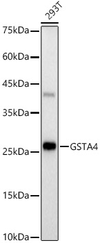 Western blot analysis of lysates from 293T cells, using GSTA4 Rabbit mAb at 1:800 dilution.|Secondary antibody: HRP-conjugated Goat anti-Rabbit IgG (H+L) at 1:10000 dilution.|Lysates/proteins: 25μg per lane.|Blocking buffer: 3% nonfat dry milk in TBST.|Detection: ECL Basic Kit.|Exposure time: 30s.