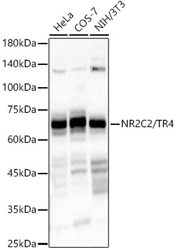Western blot analysis of various lysates, using NR2C2 / TR4 Rabbit mAb at 1:1000 dilution.|Secondary antibody: HRP-conjugated Goat anti-Rabbit IgG (H+L) at 1:10000 dilution.|Lysates/proteins: 25μg per lane.|Blocking buffer: 3% nonfat dry milk in TBST.|Detection: ECL Basic Kit.|Exposure time: 90s.