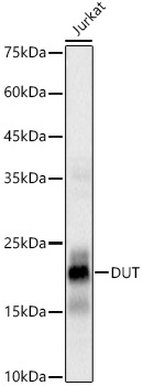 Western blot analysis of lysates from Jurkat cells, using DUT Rabbit mAb at 1:800 dilution.|Secondary antibody: HRP-conjugated Goat anti-Rabbit IgG (H+L) at 1:10000 dilution.|Lysates/proteins: 25μg per lane.|Blocking buffer: 3% nonfat dry milk in TBST.|Detection: ECL Basic Kit.|Exposure time: 1s.