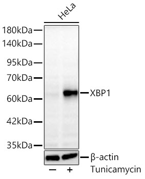 Western blot analysis of lysates from HeLa cells using XBP1 Rabbit mAb at 1:1000 dilution incubated overnight at 4℃. HeLa cells were treated with tunicamycin (10 μg/ml) for 8 hours. | Secondary antibody: HRP-conjugated Goat anti-Rabbit IgG (H+L) at 1:10000 dilution. | Lysates/proteins: 30 μg per lane.| Blocking buffer: 3 % nonfat dry milk in TBST.| Detection: ECL Basic Kit | Exposure time: 60 s.