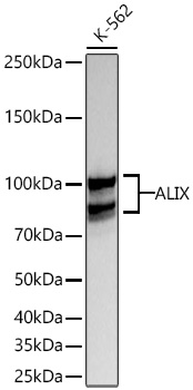 Western blot analysis of lysates from K-562 cells using ALIX Rabbit mAb at 1:2000 dilution incubated overnight at 4℃.|Secondary antibody: HRP-conjugated Goat anti-Rabbit IgG (H+L) at 1:10000 dilution.|Lysates/proteins: 25 μg per lane.|Blocking buffer: 3% nonfat dry milk in TBST.|Detection: ECL Basic Kit.|Exposure time: 1s.