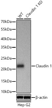 Western blot analysis of lysates from wild type (WT) and Claudin 1 knockdown (KD) Hep G2 cells using [KD Validated] Claudin 1 Rabbit mAb at 1:1000 dilution incubated overnight at 4℃.|Secondary antibody: HRP-conjugated Goat anti-Rabbit IgG (H+L) at 1:10000 dilution.|Lysates/proteins: 25 μg per lane.|Blocking buffer: 3% nonfat dry milk in TBST.|Detection: ECL Basic Kit.|Exposure time: 1s.