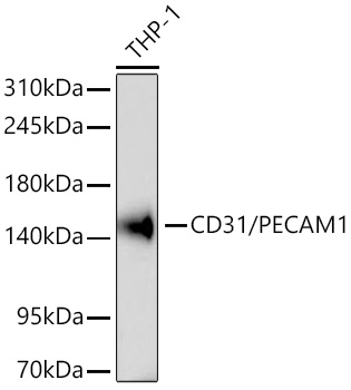 Western blot analysis of lysates from THP-1 cells using CD31/PECAM1 Rabbit mAb at 1:5000 dilution .|Secondary antibody: HRP-conjugated Goat anti-Rabbit IgG (H+L) at 1:10000 dilution.|Lysates/proteins:  μg per lane.|Blocking buffer: 3% nonfat dry milk in TBST.|Detection: ECL Basic Kit.|Exposure time: 180s.