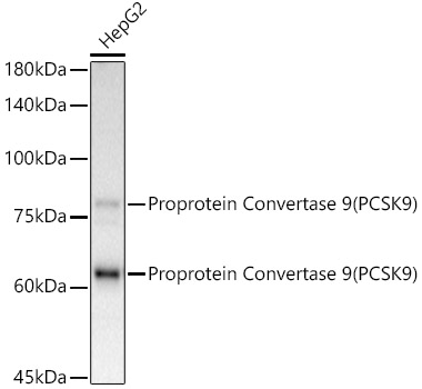 Western blot analysis of lysates from HepG2 cells, using [KD Validated] Proprotein Convertase 9(PCSK9) Rabbit mAb at1:1000 dilution.|Secondary antibody: HRP-conjugated Goat anti-Rabbit IgG (H+L) at1:10000 dilution.|Lysates/proteins: 25μg per lane.|Blocking buffer: 3% nonfat dry milk in TBST.|Detection: ECL Basic Kit.|Exposure time: 60s.