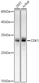 Western blot analysis of various lysates using CDK1 Rabbit mAb at 1:1000 dilution incubated overnight at 4℃.|Secondary antibody: HRP-conjugated Goat anti-Rabbit IgG (H+L) at 1:10000 dilution.|Lysates/proteins: 25μg per lane.|Blocking buffer: 3% nonfat dry milk in TBST.|Detection: ECL Basic Kit.|Exposure time: 1s.