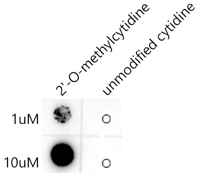 The 2'-O-methylcytidine(Cm) Rabbit mAb are tested in Dot Blot against 2'-O-methylcytidine and unmodified cytidine.2'-O-methylcytidine ：Biotin-5'CGATAACCACTAGT(Cm)3'unmodified cytosine：Biotin-5'CGATAACCACTAGTC3'