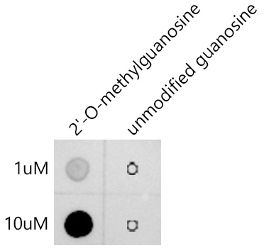 The 2'-O-methylguanosine(Gm) Rabbit mAb are tested in Dot Blot against 2'-O-methylguanosine and unmodified guanosine.2'-O-methylguanosine：Biotin-5'GCATAATGACTACT(Gm)3'unmodified guanosine：Biotin-5'GCATAATGACTACTG3'