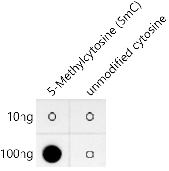 Dot-blot analysis of 5-Methylcytosine (5mC) and unmodified cytosine using 5-Methylcytosine (5mC) Rabbit mAb antibody at 1:1000 dilution.|5-Methylcytosine (5mC) : Biotin-5'CGATAACCACTAGT(5mC)3' |unmodified cytosine : Biotin-5'CGATAACCACTAGTC3'