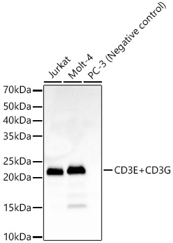 Western blot analysis of various lysates, using CD3E+CD3G Rabbit mAb at  1:2000 dilution.|Secondary antibody: HRP-conjugated Goat anti-Rabbit IgG (H+L) at 1:10000 dilution.|Lysates/proteins: 25μg per lane.|Blocking buffer: 3% nonfat dry milk in TBST.|Detection: ECL Basic Kit.|Exposure time: 60s.