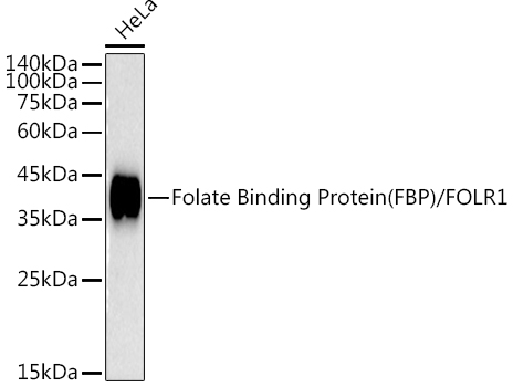 Western blot analysis of lysates from HeLa cells, using Folate Binding Protein(FBP) / FOLR1 Rabbit mAb at1:1000 dilution.|Secondary antibody: HRP-conjugated Goat anti-Rabbit IgG (H+L) at1:10000 dilution.|Lysates/proteins: 25μg per lane.|Blocking buffer: 3% nonfat dry milk in TBST.|Detection: ECL Basic Kit.|Exposure time: 10s.