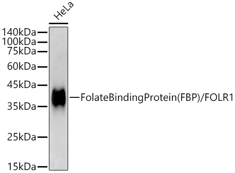 Western blot analysis of lysates from HeLa cells, using Folate Binding Protein(FBP) / FOLR1 Rabbit mAb at 1:1000 dilution.|Secondary antibody: HRP-conjugated Goat anti-Rabbit IgG (H+L) at 1:10000 dilution.|Lysates/proteins: 25μg per lane.|Blocking buffer: 3% nonfat dry milk in TBST.|Detection: ECL Basic Kit.|Exposure time: 10s.