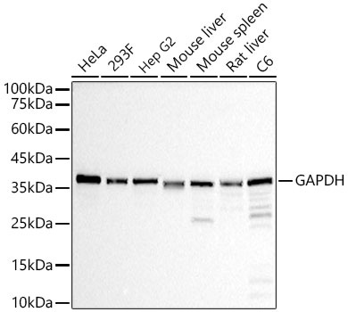 Western blot analysis of various lysates, using GAPDH Rabbit mAb at  1:100000 dilution.|Secondary antibody: HRP-conjugated Goat anti-Rabbit IgG (H+L) at 1:10000 dilution.|Lysates/proteins: 25μg per lane.|Blocking buffer: 3% nonfat dry milk in TBST.|Detection: ECL Basic Kit.|Exposure time: 10s.