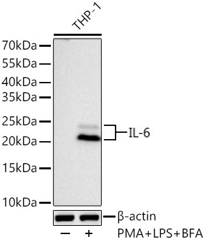 Western blot analysis of lysates from THP-1 cells using IL-6 Rabbit mAb at 1:1000 dilution incubated overnight at 4℃. THP-1 cells were treated with PMA(80 nM) at 37℃ for overnight, LPS (1 μg/mL) and BFA (300 ng/mL) at 37℃ for 6 hours.|Secondary antibody: HRP-conjugated Goat anti-Rabbit IgG (H+L) at 1:10000 dilution.|Lysates/proteins: 30 μg per lane.| Blocking buffer: 3 % nonfat dry milk in TBST.| Detection: ECL Basic Kit.| Exposure time: 90 s.