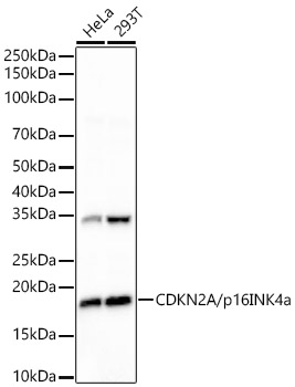 Western blot analysis of various lysates, using CDKN2A/p16INK4a Rabbit mAb at 1:500 dilution.|Secondary antibody: HRP-conjugated Goat anti-Rabbit IgG (H+L) at 1:10000 dilution.|Lysates/proteins: 25μg per lane.|Blocking buffer: 3% nonfat dry milk in TBST.|Detection: ECL Basic Kit.|Exposure time: 3s.