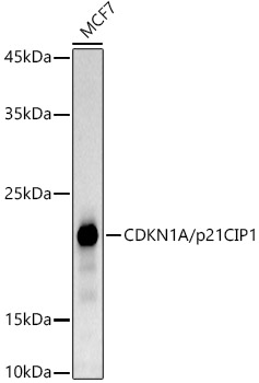 Western blot analysis of lysates from MCF7 cells, using CDKN1A/p21CIP1 Rabbit mAb at1:1000 dilution.|Secondary antibody: HRP-conjugated Goat anti-Rabbit IgG (H+L) at 1:10000 dilution.|Lysates/proteins: 25μg per lane.|Blocking buffer: 3% nonfat dry milk in TBST.|Detection: ECL Basic Kit.|Exposure time: 180s.