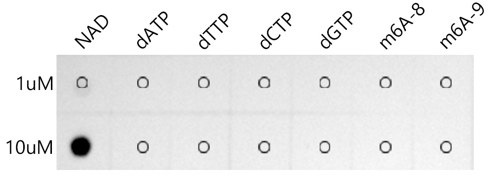 The Coenzyme NAD Rabbit mAb are tested in Dot Blot against NAD and deoxynucleotide,adenosine.|m6A 8 - ATAACTGG-m6A-CCGAATGG|m6A 9 - ATAACTGGACCGAATGG