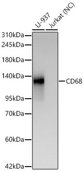 Western blot analysis of various lysates using CD68 Rabbit mAbat 1:1000 dilution incubated overnight at 4℃.|Secondary antibody: HRP-conjugated Goat anti-Rabbit IgG (H+L) at 1:10000 dilution. |Lysates/proteins: 25 μg per lane.|Blocking buffer: 3% nonfat dry milk in TBST.|Detection: ECL Basic Kit|Negative control (NC): Jurkat|Exposure time: 90 s.