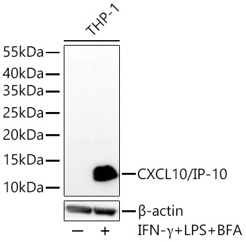 Western blot analysis of lysates from THP-1 cells using CXCL10/IP-10 Rabbit mAb at 1:1000 dilution incubated overnight at 4℃. THP-1 cells were treated with IFN-γ (100 ng/mL), LPS (1 μg/mL) and Brefeldin A (300 ng/mL) for 8 hours.|Secondary antibody: HRP-conjugated Goat anti-Rabbit IgG (H+L) at 1:10000 dilution.|Lysates/proteins: 30 μg per lane.| Blocking buffer: 3 % nonfat dry milk in TBST.| Detection: ECL Basic Kit.| Exposure time: 10s.