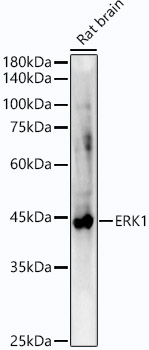 Western blot analysis of lysates from Rat brain, using ERK1 Rabbit mAb at 1:27000 dilution.|Secondary antibody: HRP-conjugated Goat anti-Rabbit IgG (H+L) at 1:10000 dilution.|Lysates/proteins: 25μg per lane.|Blocking buffer: 3% nonfat dry milk in TBST.|Detection: ECL Basic Kit.|Exposure time: 30s.