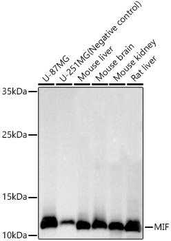 Western blot analysis of various lysates, using MIF Rabbit mAb at 1:50000 dilution.|Secondary antibody: HRP-conjugated Goat anti-Rabbit IgG (H+L) at 1:10000 dilution.|Lysates/proteins: 25μg per lane.|Blocking buffer: 3% nonfat dry milk in TBST.|Detection: ECL Basic Kit.|Exposure time: 10s.