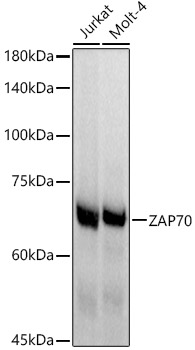 Western blot analysis of various lysates, using ZAP70 Rabbit mAb at 1:1000 dilution.|Secondary antibody: HRP-conjugated Goat anti-Rabbit IgG (H+L) at 1:10000 dilution.|Lysates/proteins: 25μg per lane.|Blocking buffer: 3% nonfat dry milk in TBST.|Detection: ECL Basic Kit.|Exposure time: 1s.