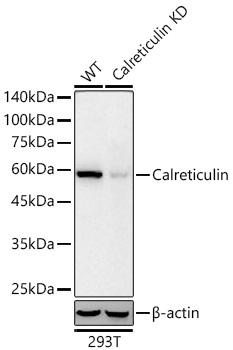 Western blot analysis of lysates from wild type (WT) and Calreticulin  knockdown (KD) 293T cells using [KD Validated] Calreticulin Rabbit mAb at 1:5000 dilution incubated overnight at 4℃.|Secondary antibody: HRP-conjugated Goat anti-Rabbit IgG (H+L) at 1:10000 dilution.|Lysates/proteins: 25 μg per lane.|Blocking buffer: 3% nonfat dry milk in TBST.|Detection: ECL Basic Kit.|Exposure time: 45s.