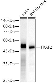 Western blot analysis of various lysates, using [KD Validated] TRAF2 Rabbit mAb at  1:50000 dilution.|Secondary antibody: HRP-conjugated Goat anti-Rabbit IgG (H+L) at 1:10000 dilution.|Lysates/proteins: 25μg per lane.|Blocking buffer: 3% nonfat dry milk in TBST.|Detection: ECL Basic Kit.|Exposure time: 10s.
