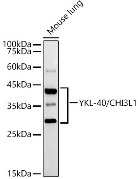 Western blot analysis of various lysates using YKL-40/CHI3L1 Rabbit mAb at1:1000 dilution.|Secondary antibody: HRP-conjugated Goat anti-Rabbit IgG (H+L) at1:10000 dilution.|Lysates/proteins: 25μg per lane.|Blocking buffer: 3% nonfat dry milk in TBST.|Detection: ECL Basic Kit.|Exposure time: 90s.